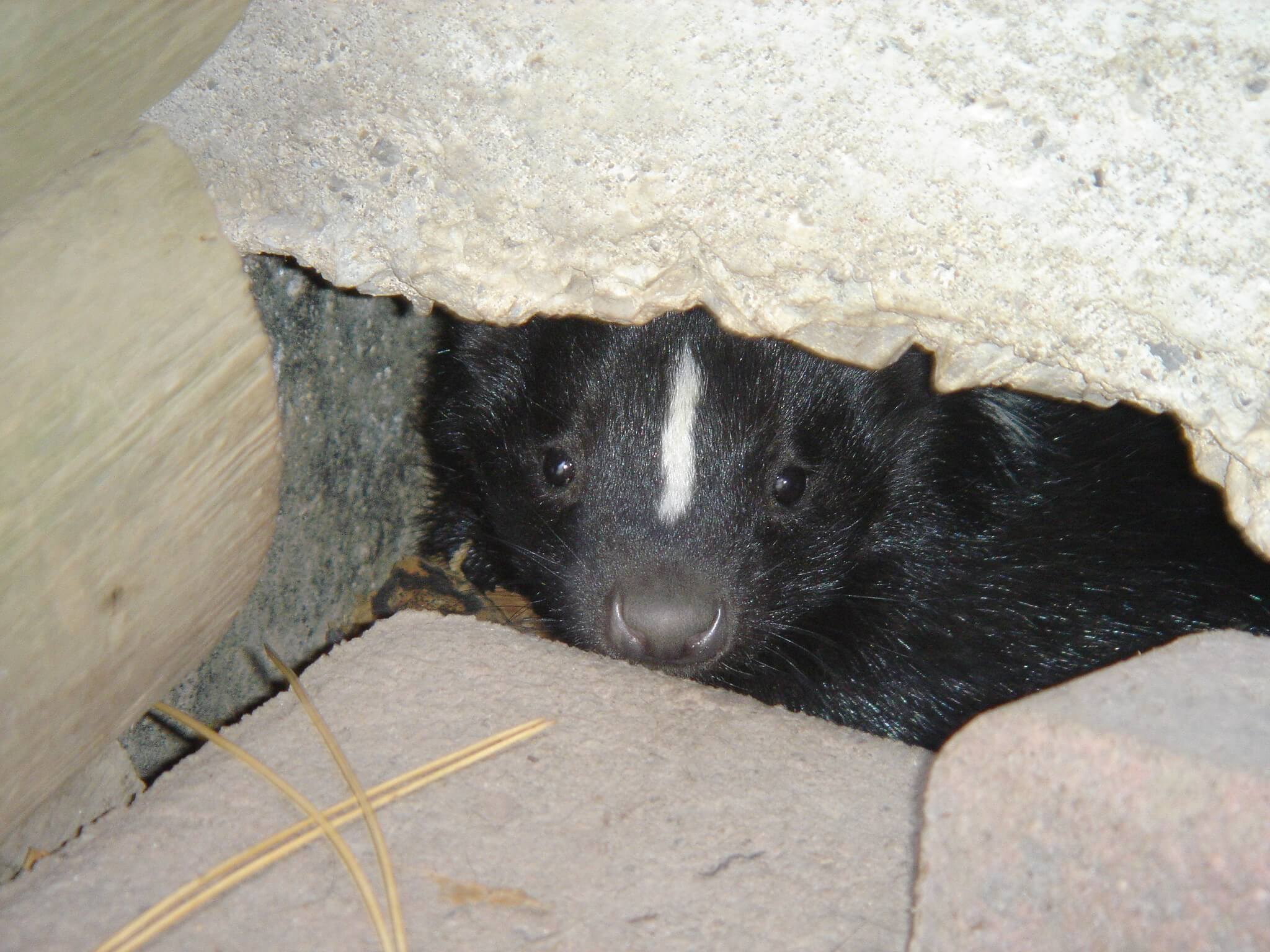 5 Ways To Keep Skunks From Nesting on Your Property