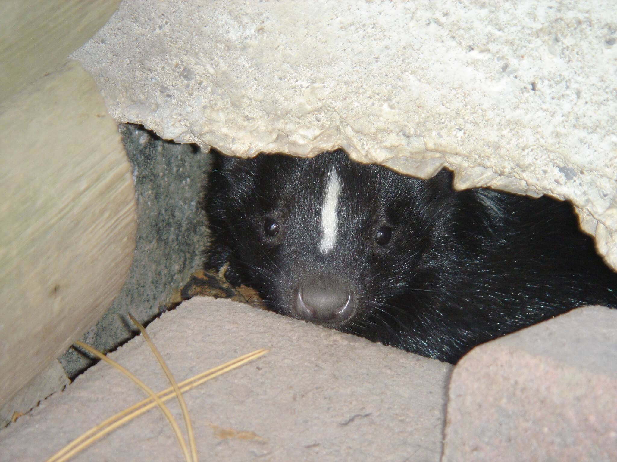 Skunk Removal Coquitlam