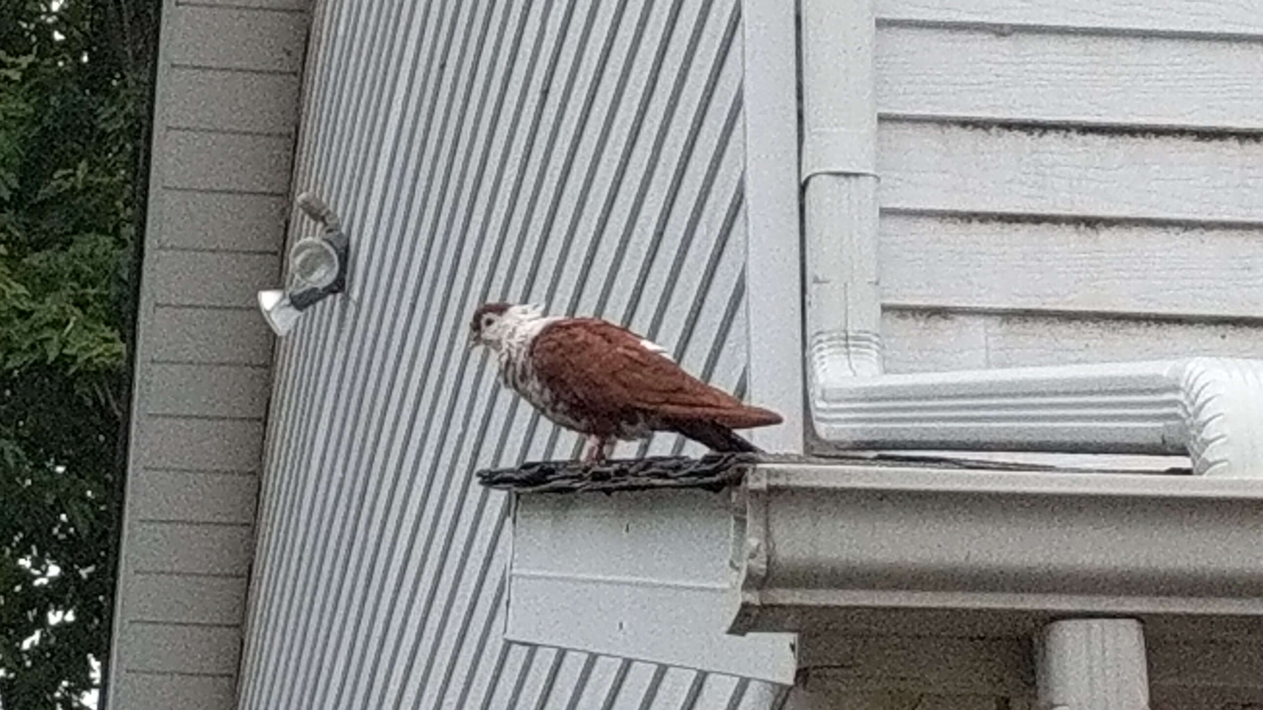 Bird Removal Montreal