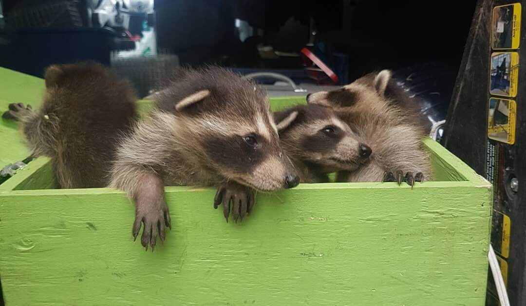 Raccoon Removal Coquitlam