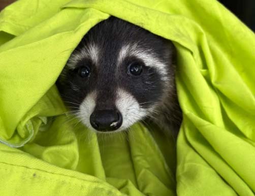 A close-up of a calm baby raccoon safely wrapped up in a bright neon green cloth or blanket during a humane wildlife removal process.