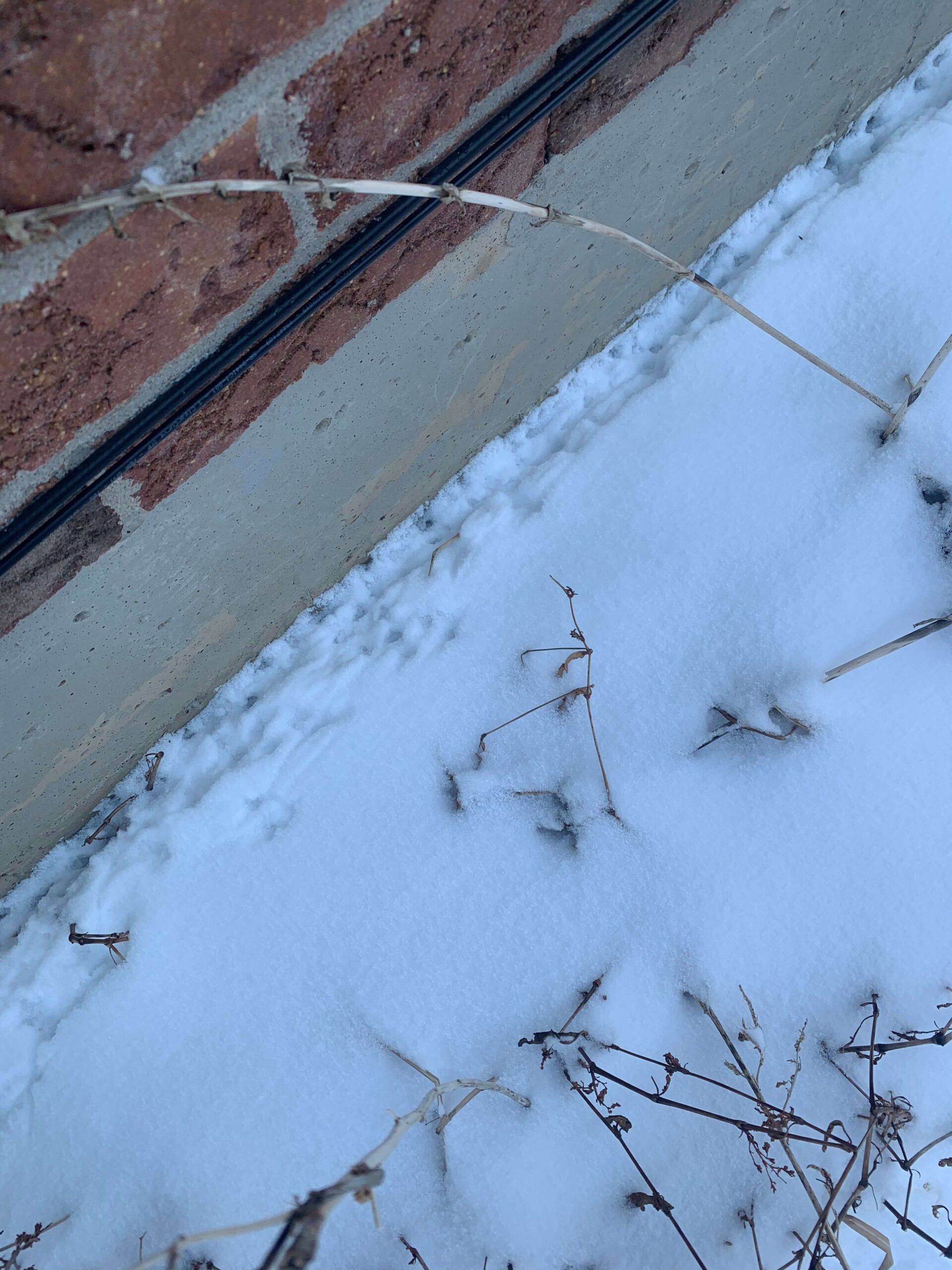 Why Do Mice Leave Trails?