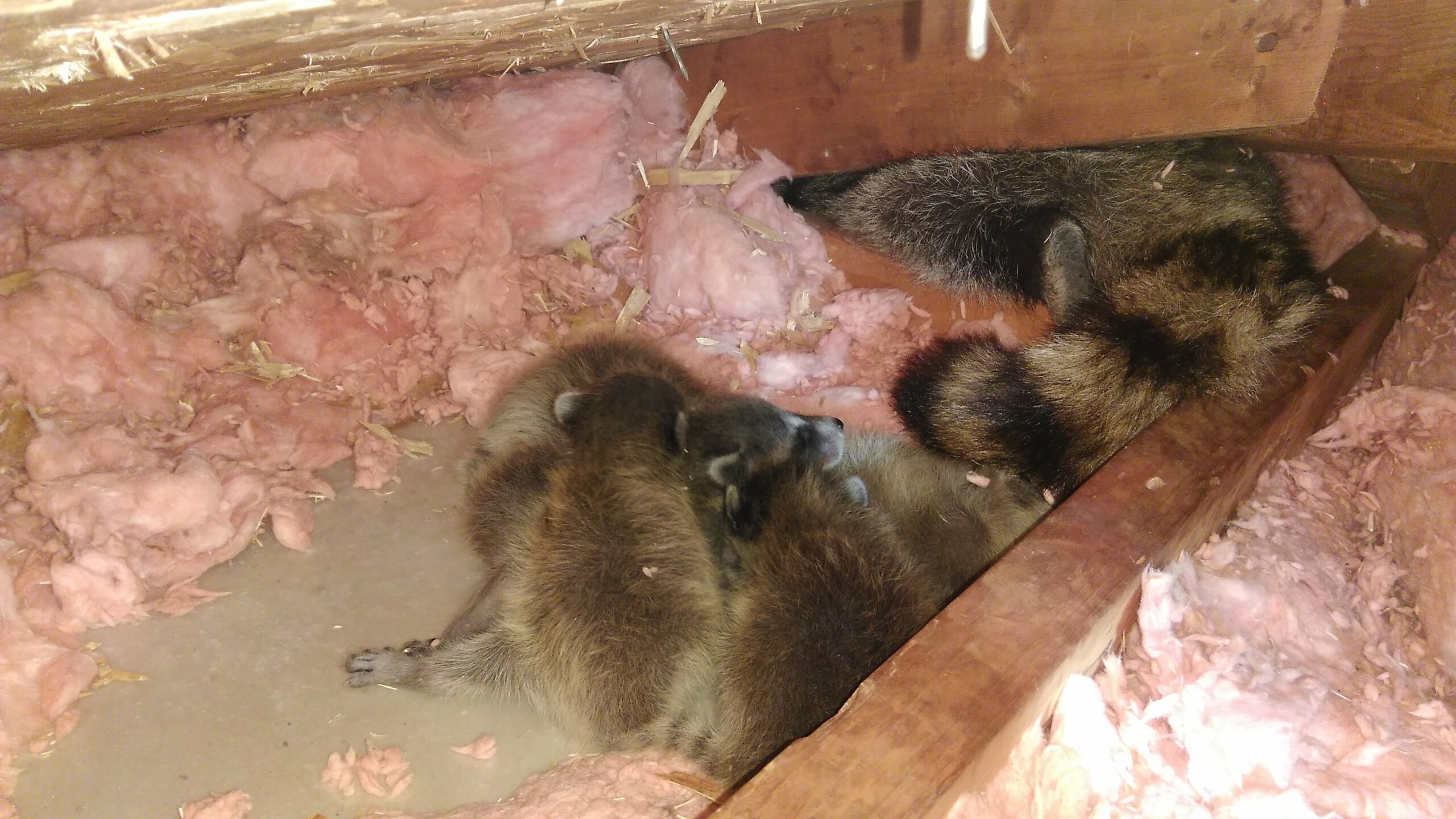 used Newmarket Wildlife Control 3 Common Sounds Raccoons Make 2
