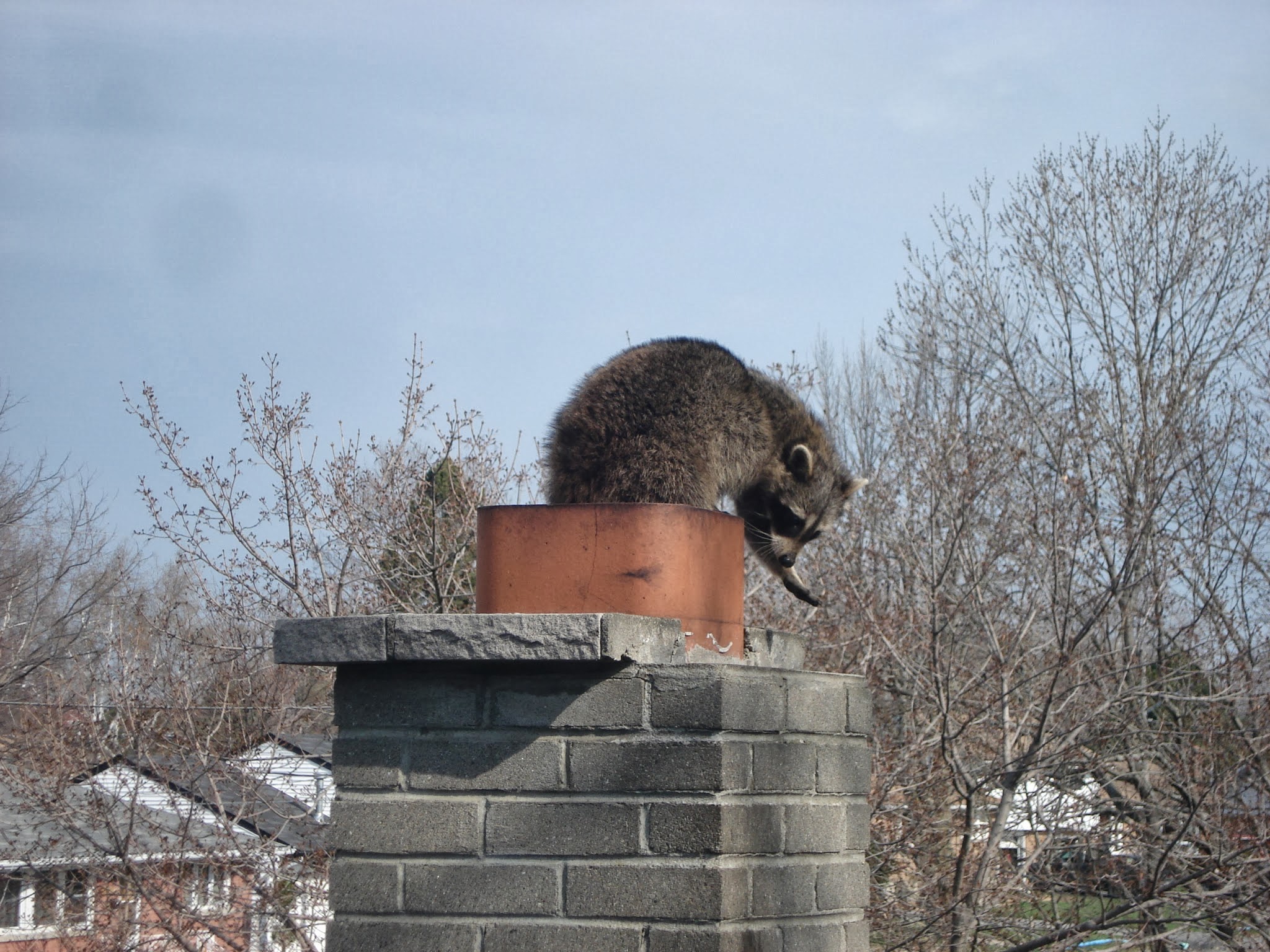 Hamilton Wildlife Control Raccoon Attacks On The Rise