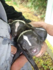 Skunk Control Waukesha