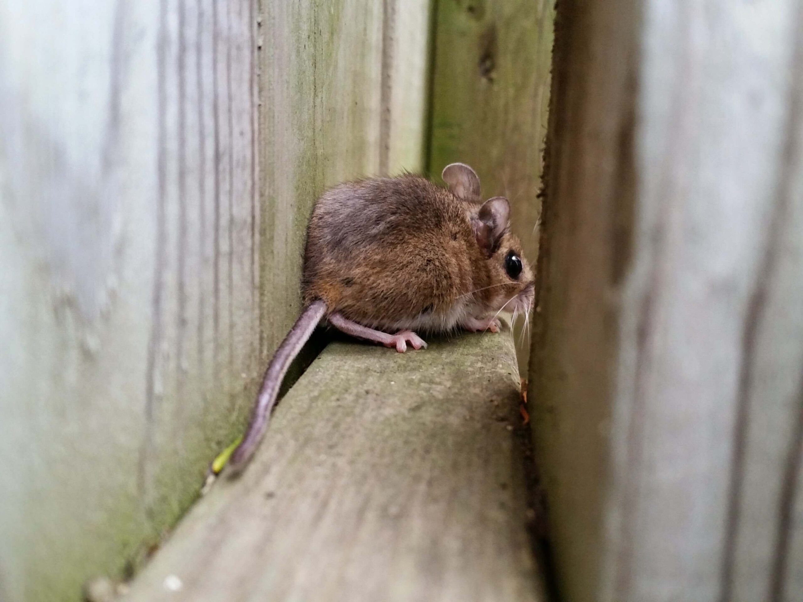 Mice Removal Pickering