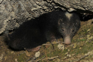 Skunk Removal Coquitlam