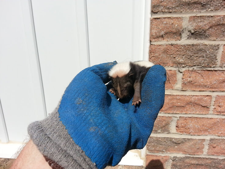 Skunk Removal Oshawa