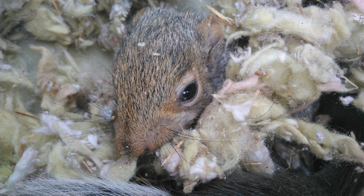 Can Squirrels Carry Fleas and Ticks?