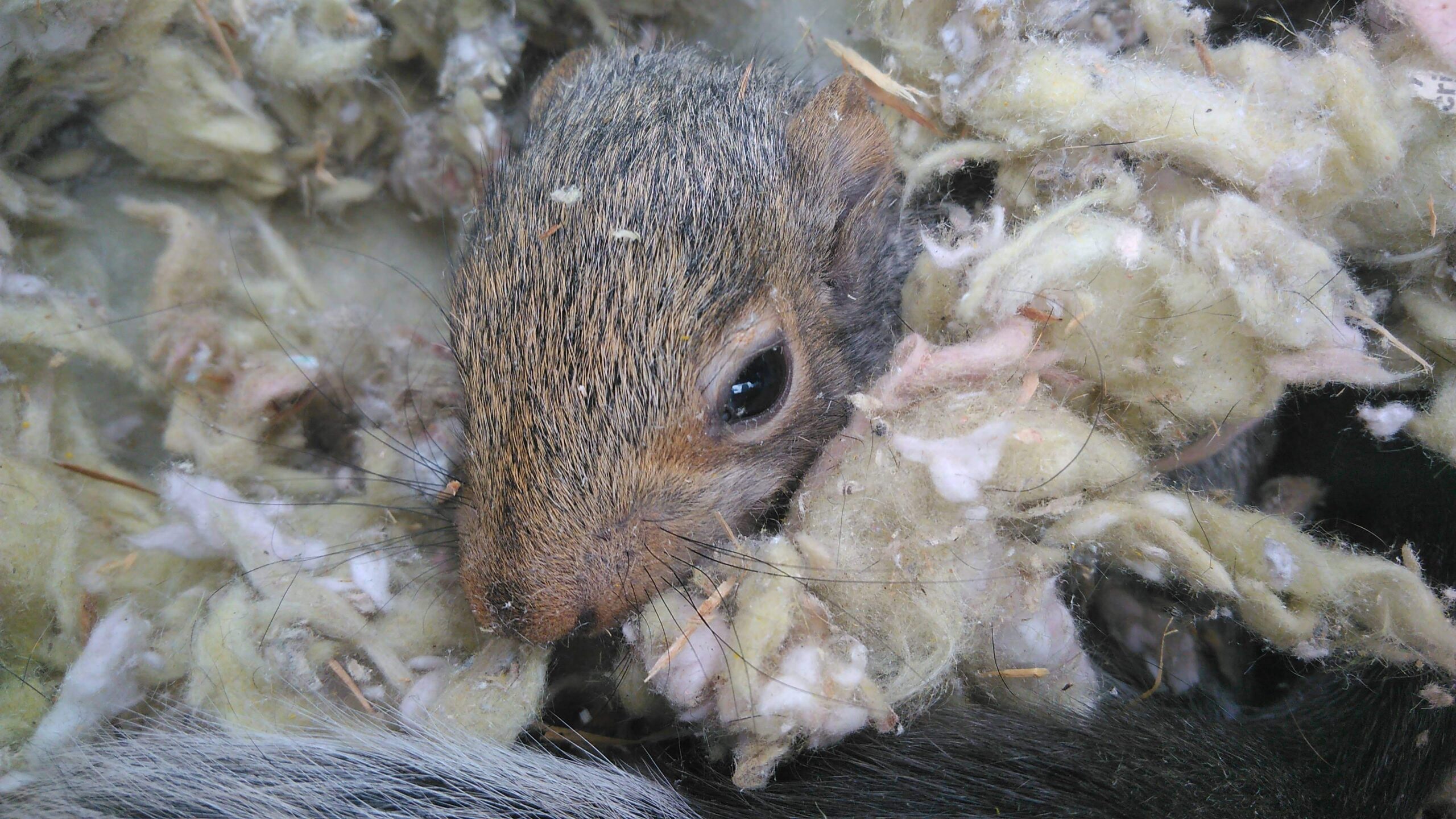 Squirrel Removal Coquitlam