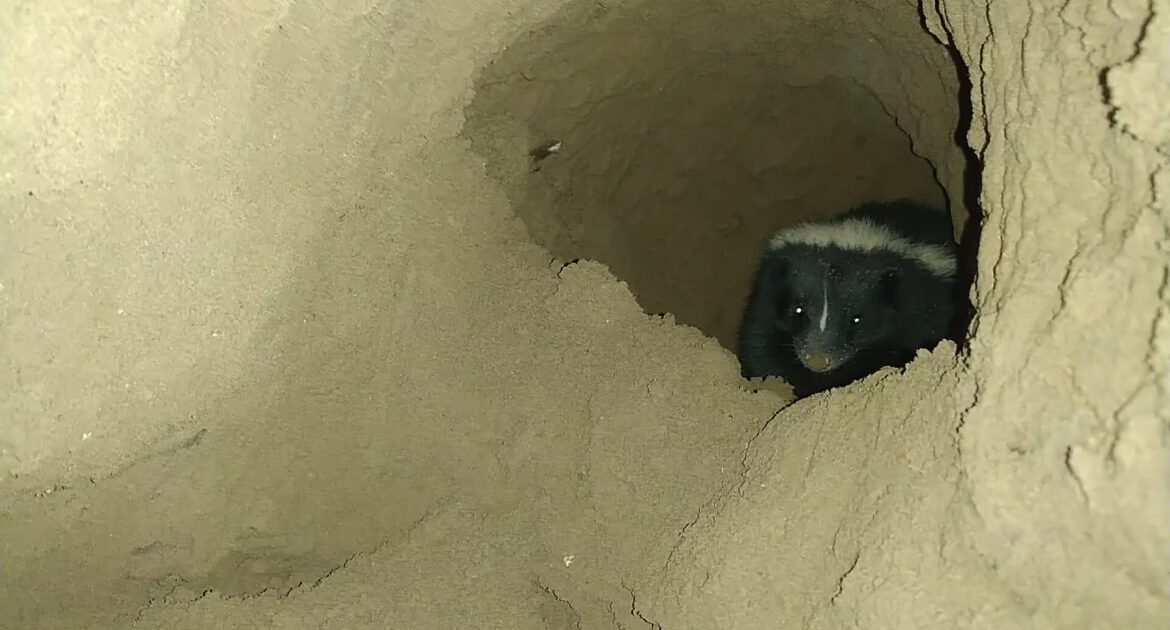 Skunk Removal Oshawa