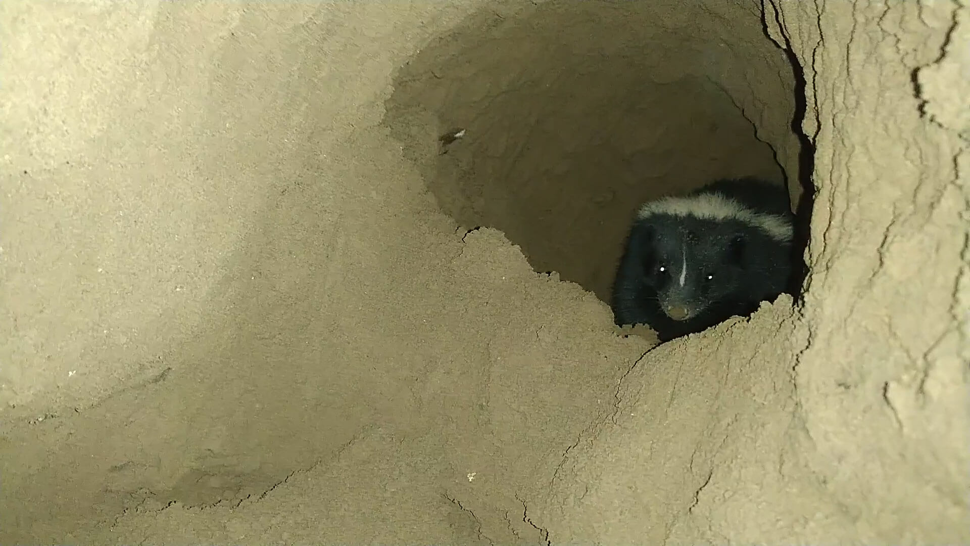 Skunk Removal Oshawa