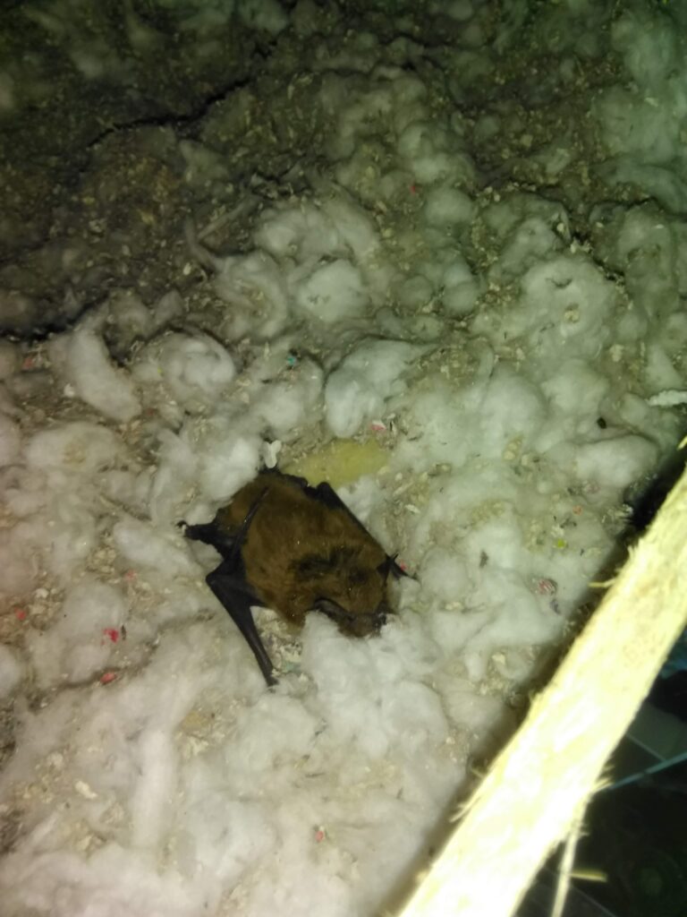What To Do If You Find A Dead Bat In Your Attic?