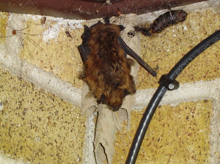 Bat Removal Whitby