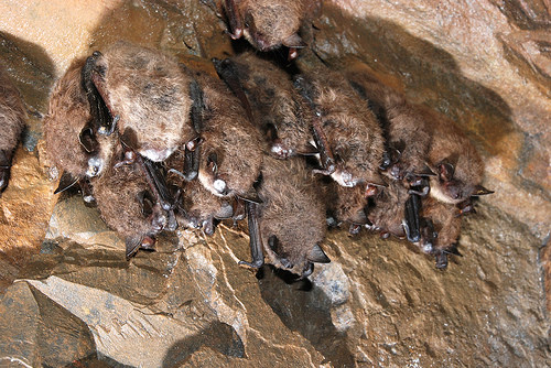 group of bats