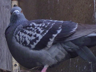 Bird Removal Milwaukee