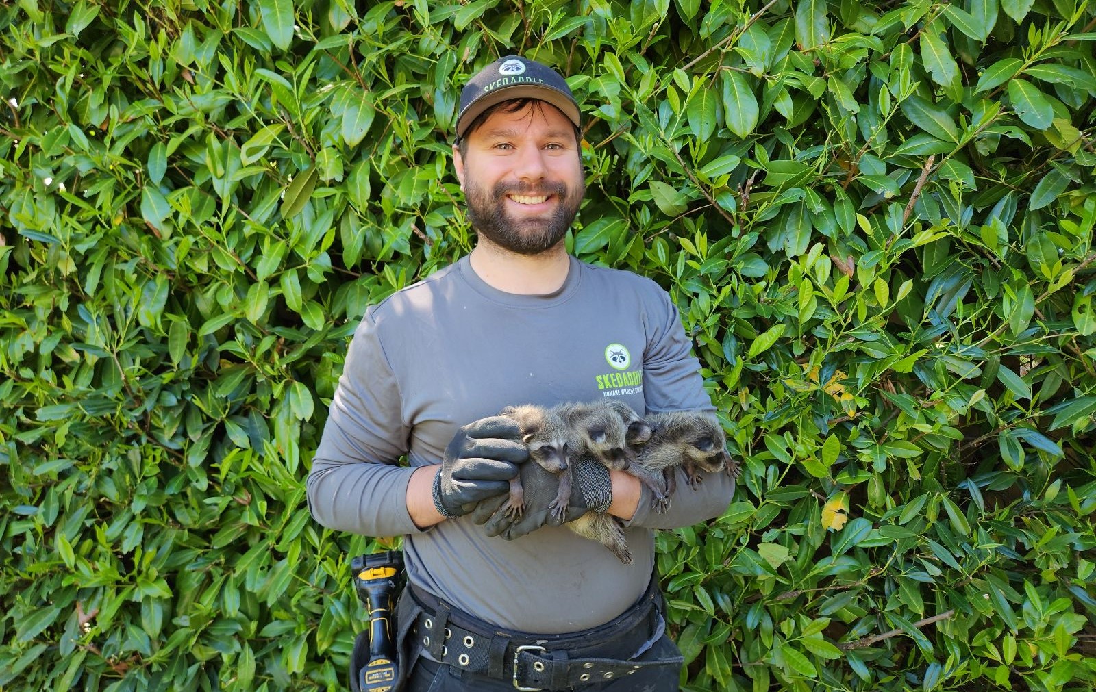 Coquitlam raccoon technician holding baby raccoons skedaddle humane wildlife control January 2025