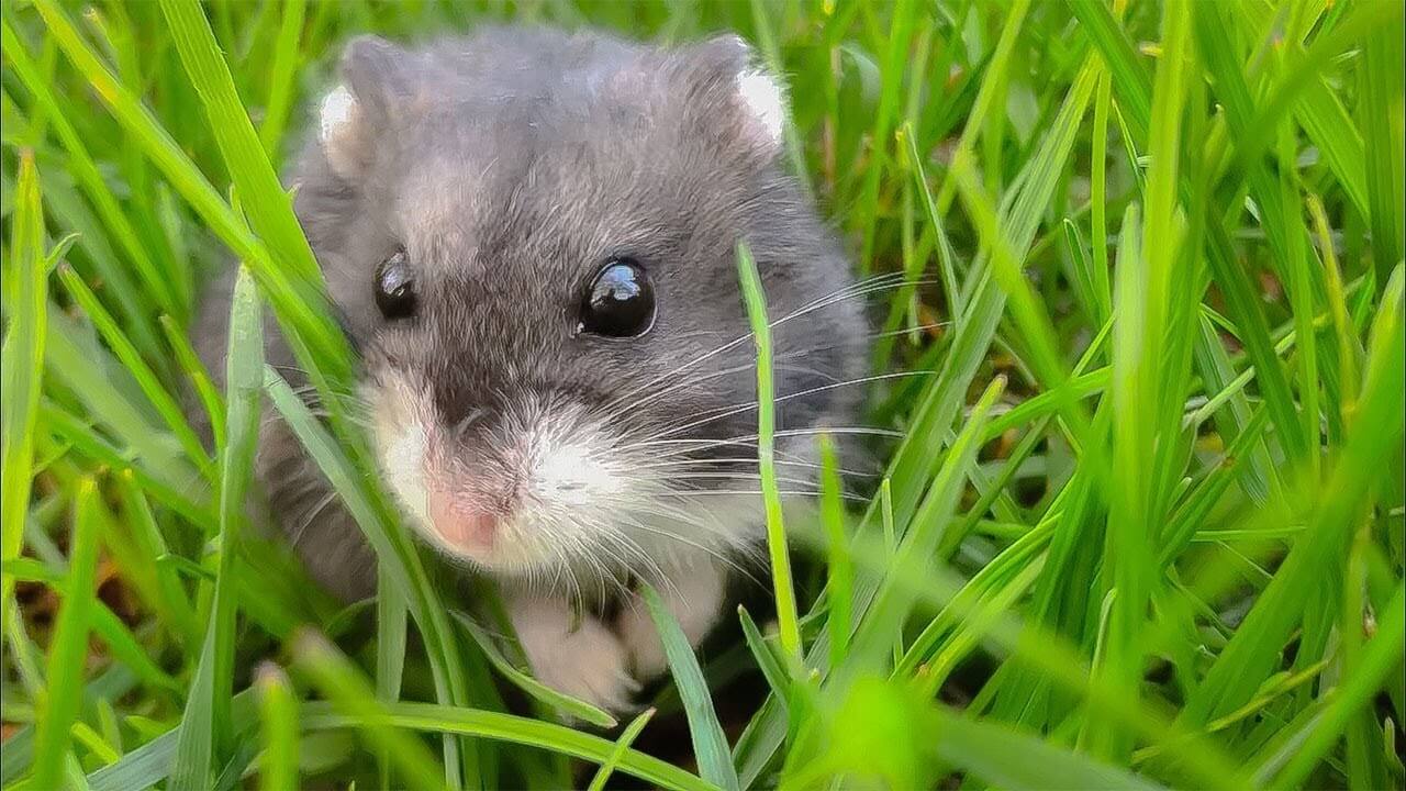 Do Wild Mice Make Good Pets?