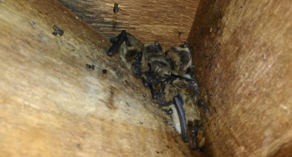Bat Control Milwaukee