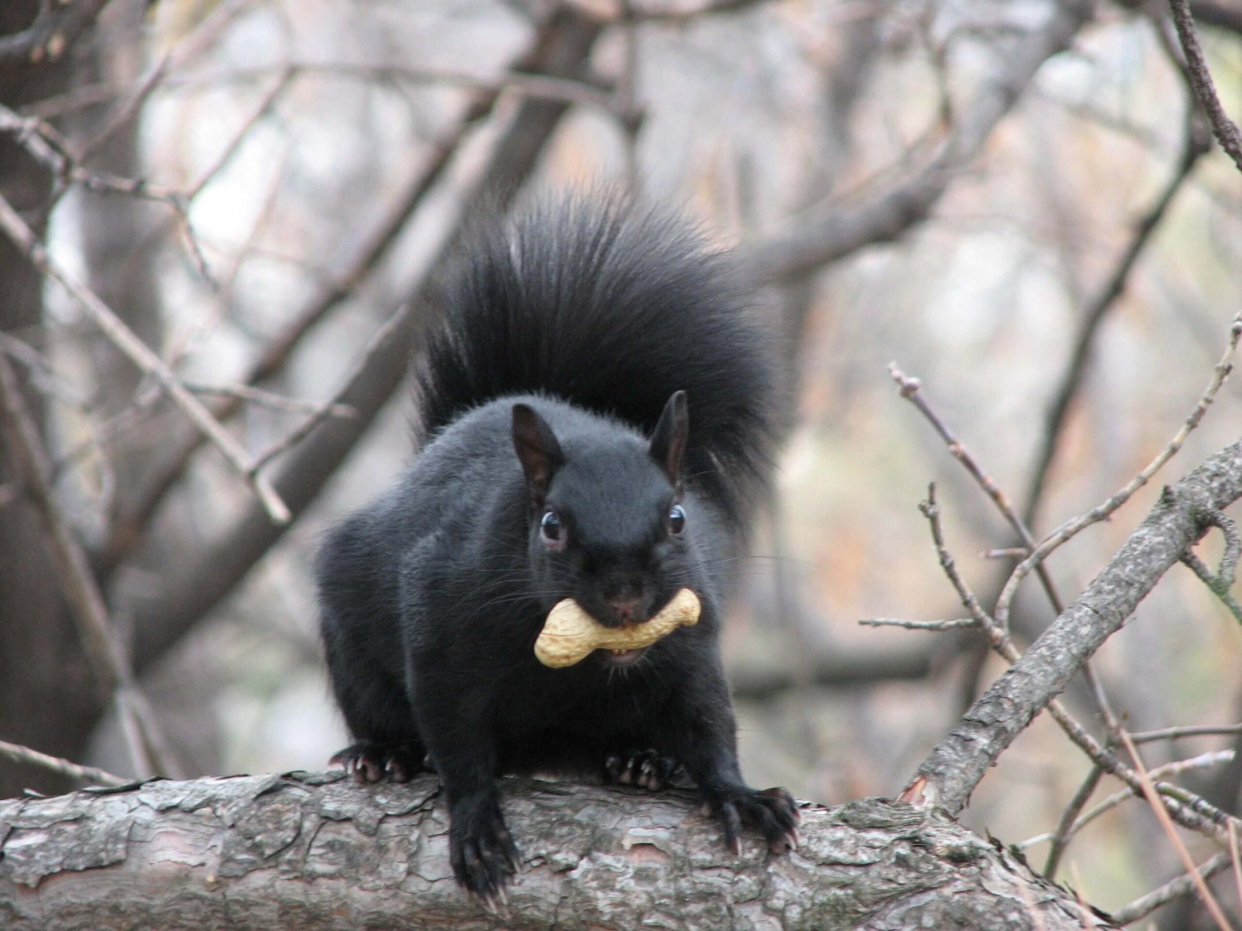 Squirrel Removal Hamilton