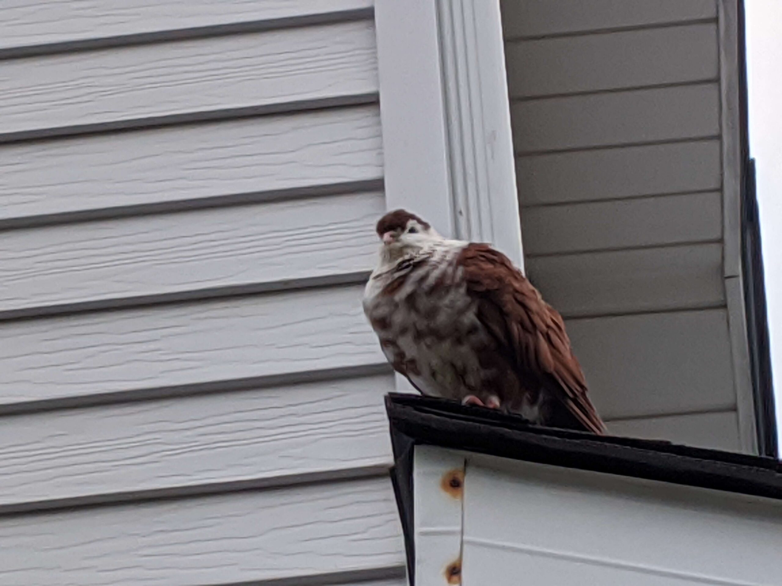 How To Stop Birds From Flying Into Your Windows?
