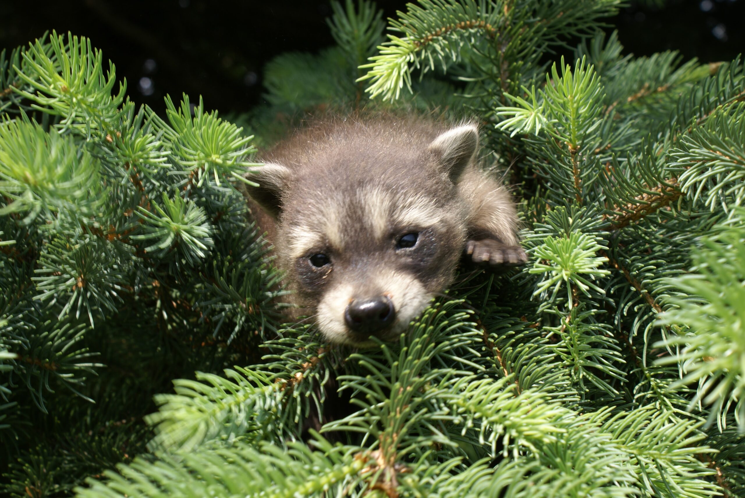 Raccoon Control Pickering