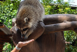 Raccoon Control Coquitlam