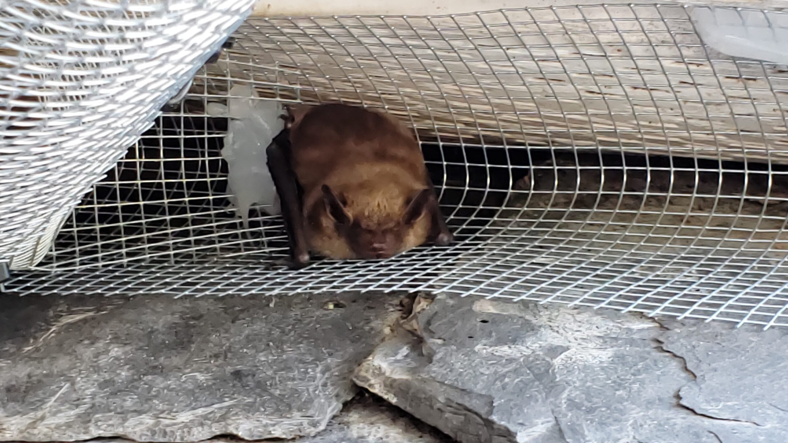 Bat Removal Madison