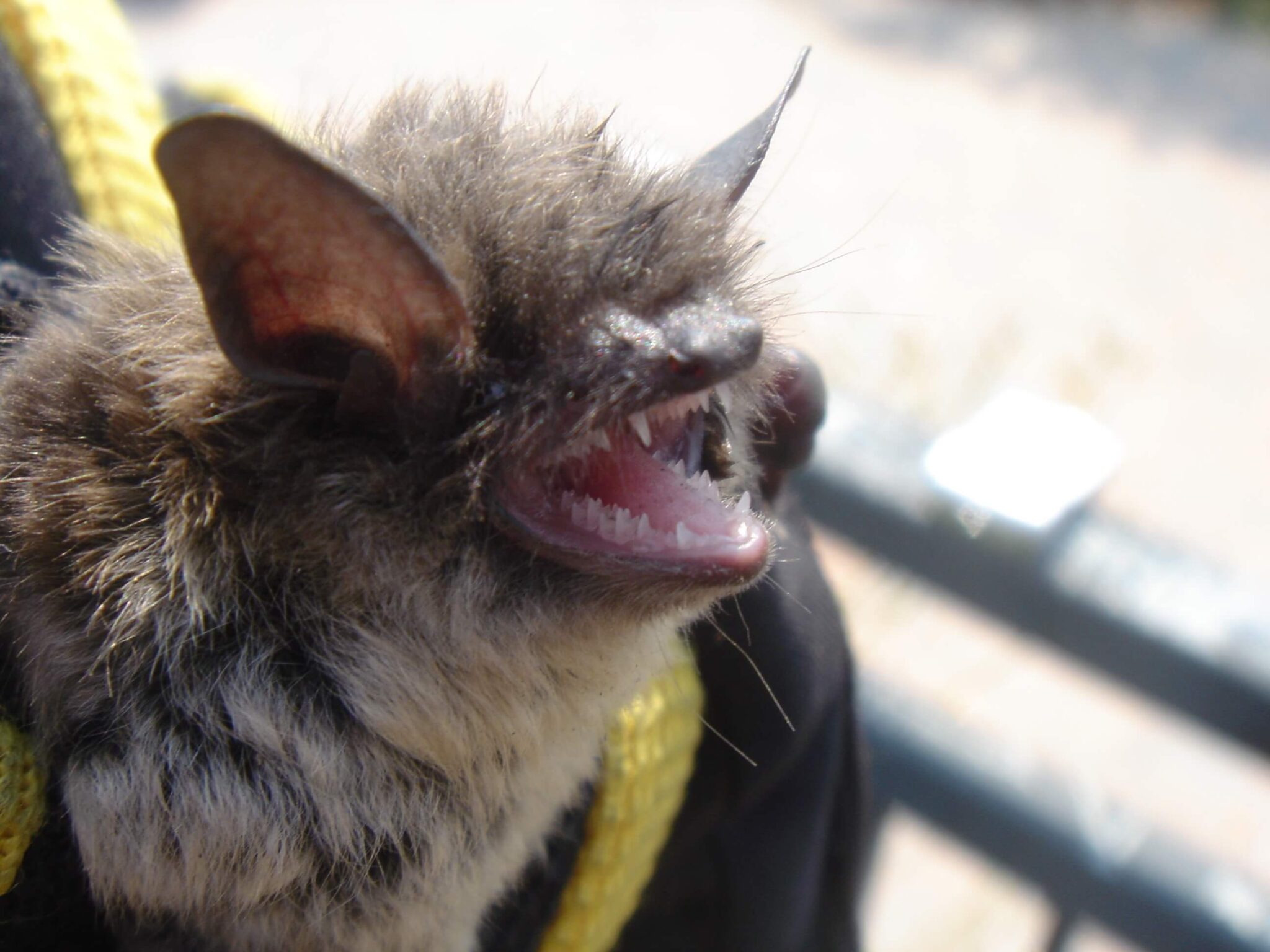 Okanagan Wildlife Control Can Bats Bite Your Pets?