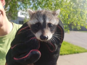 Raccoon Control Okanagan