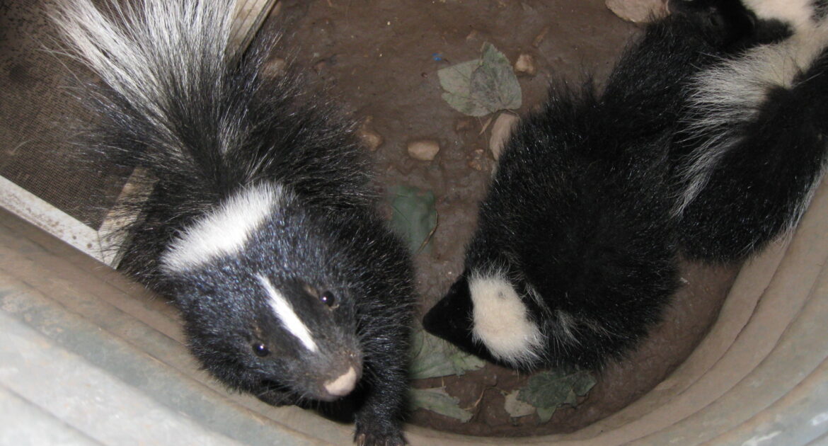 Skunk Control Kitchener