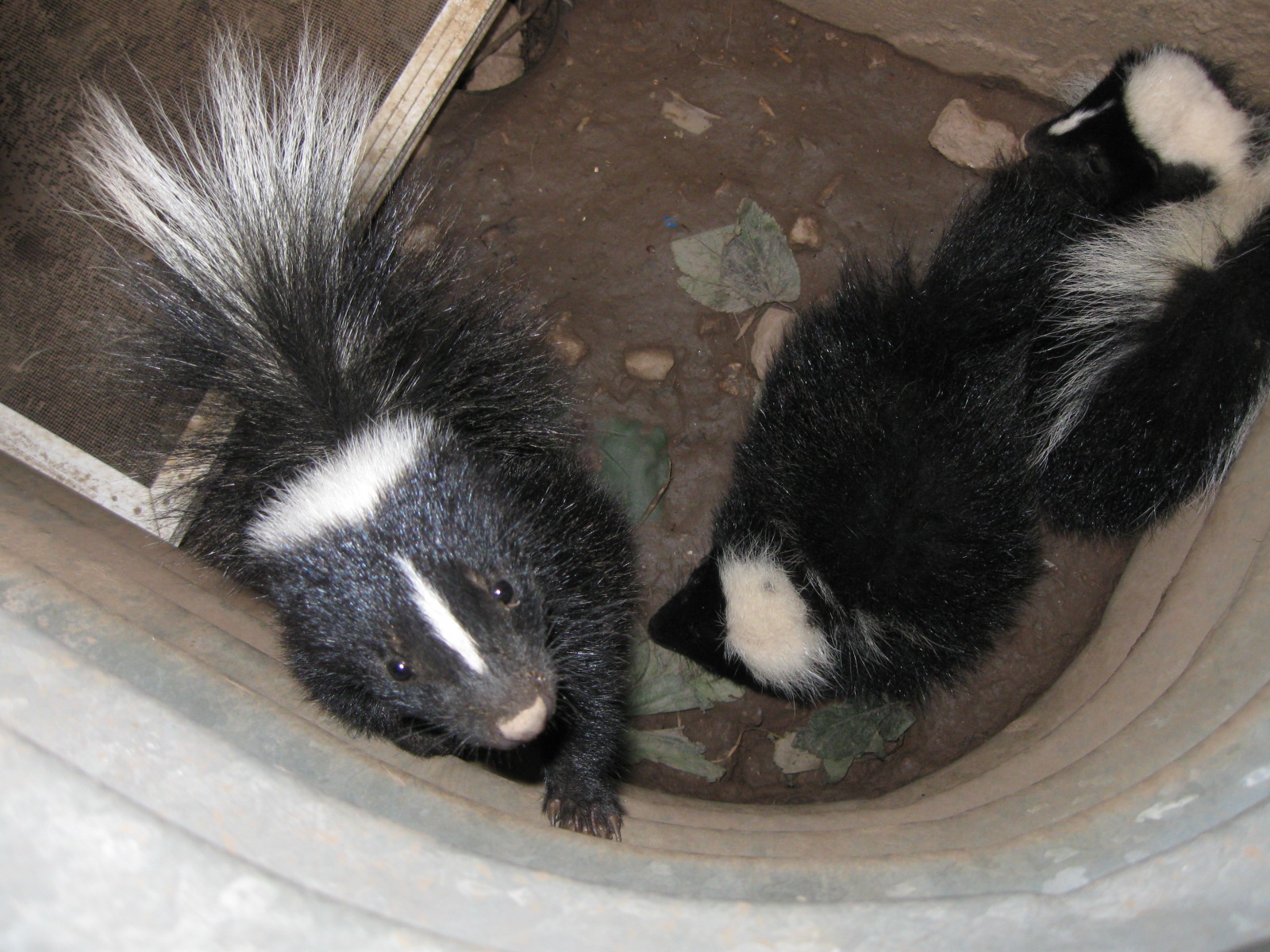 Skunk Control Kitchener