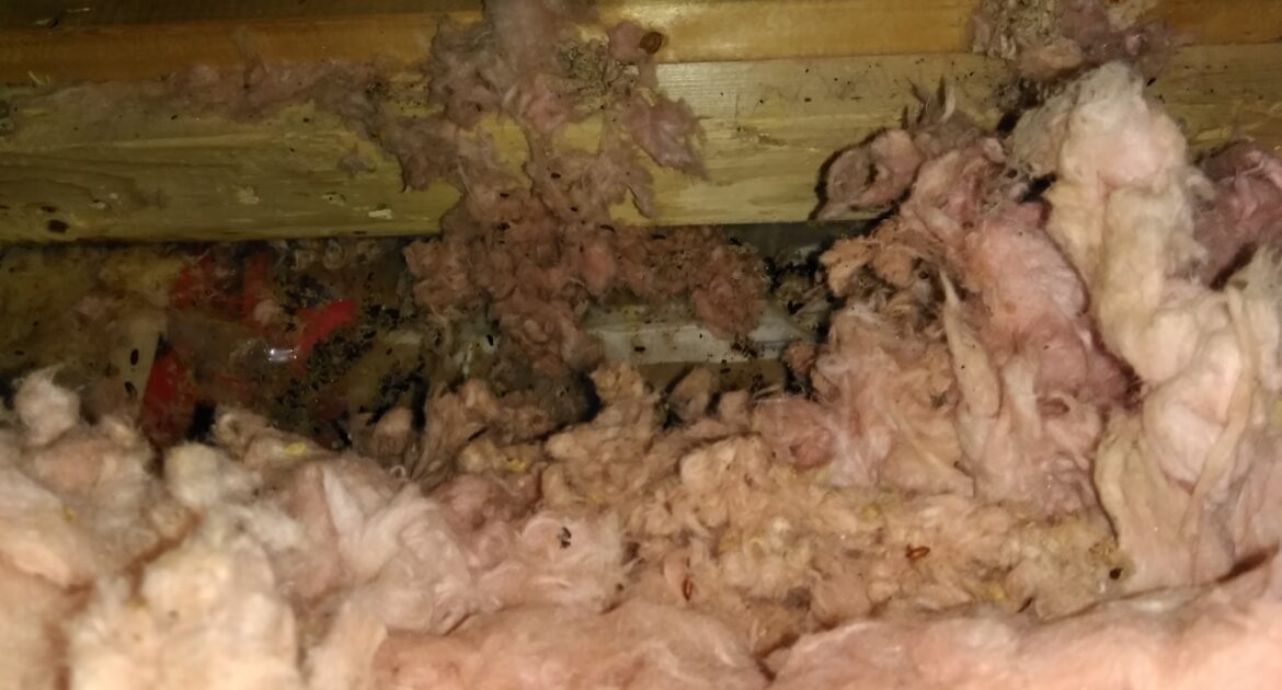 Mice Removal Oakville