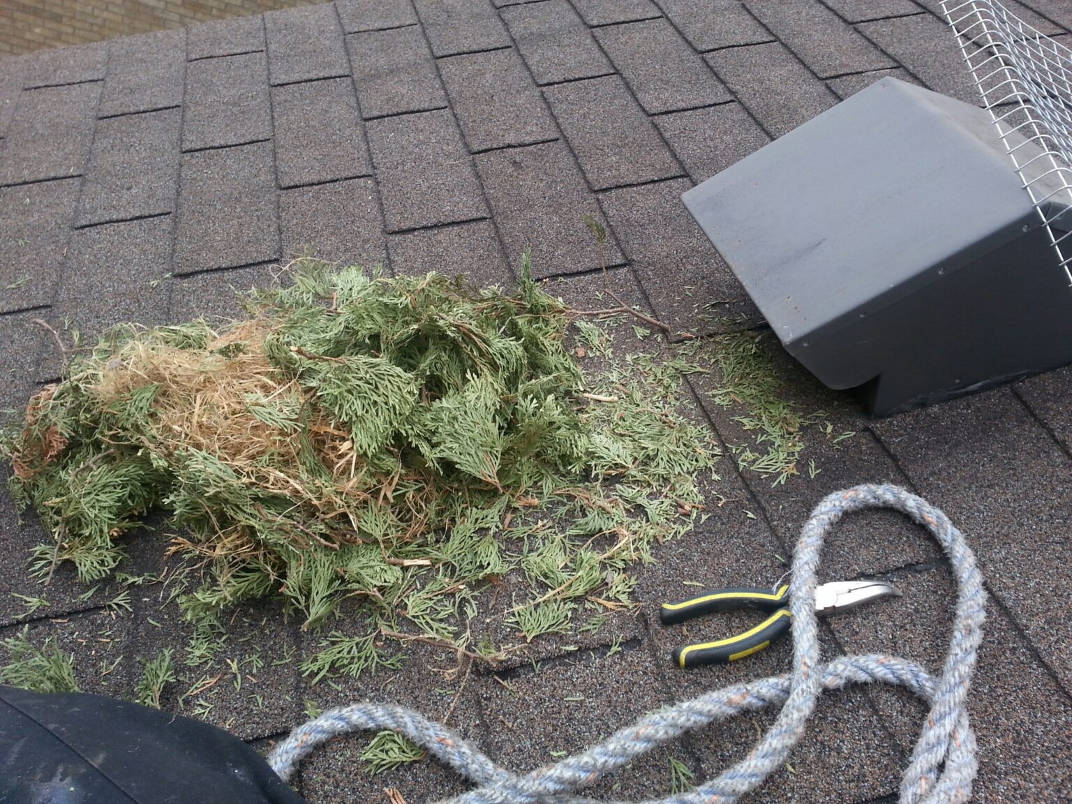 Durham Wildlife Removal What Do Squirrel Nests Look Like?