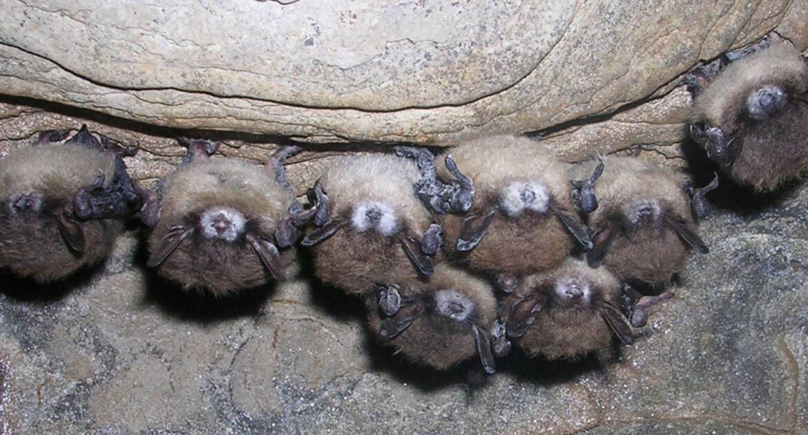 Bat Removal Barrie