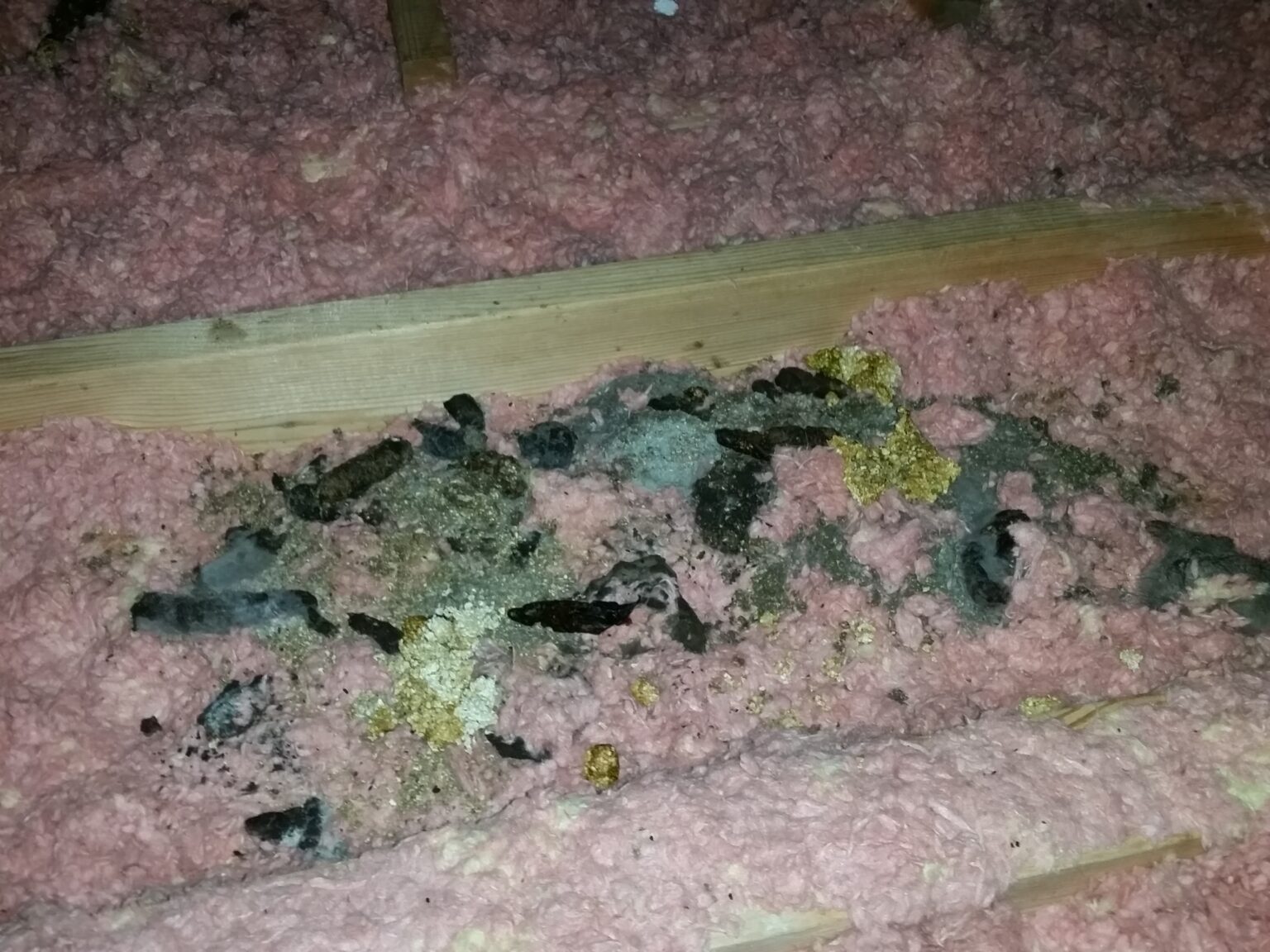 How To Identify Wildlife Droppings?