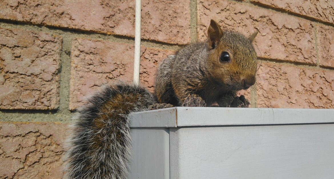 Squirrel Removal Madison
