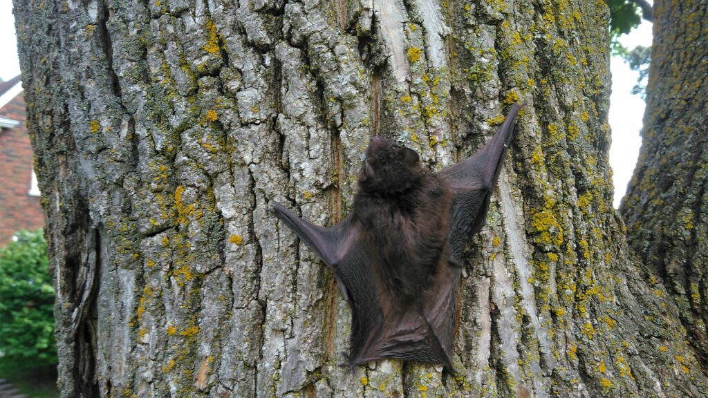 Bat Removal Montreal