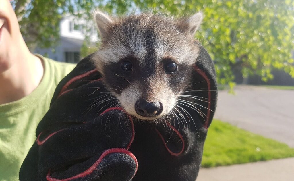 Raccoon Removal Okanagan