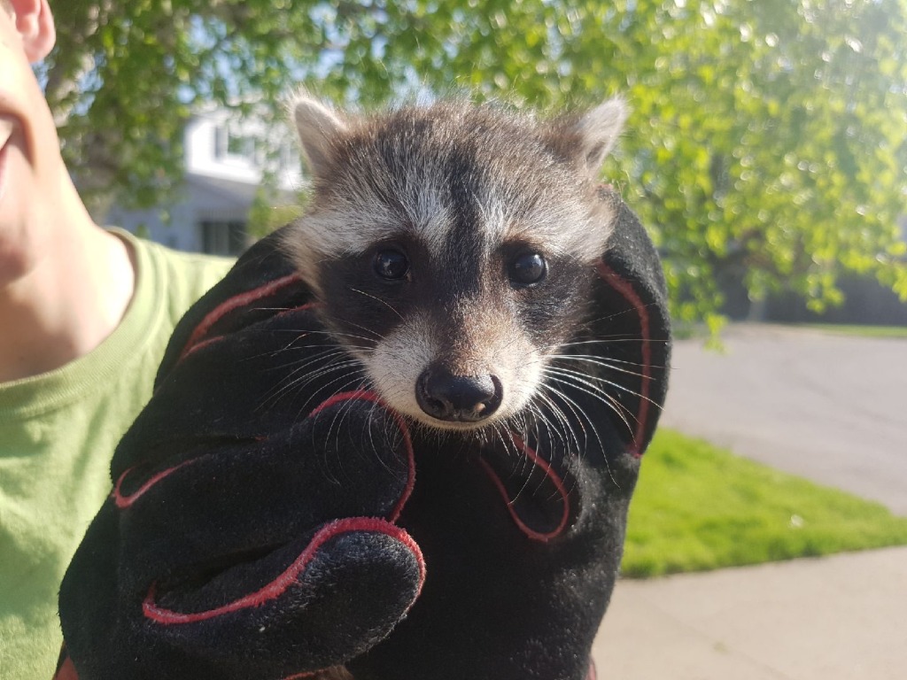 Raccoon Removal Okanagan
