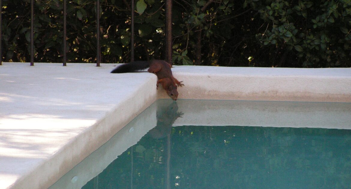 Squirrel Removal Okanagan