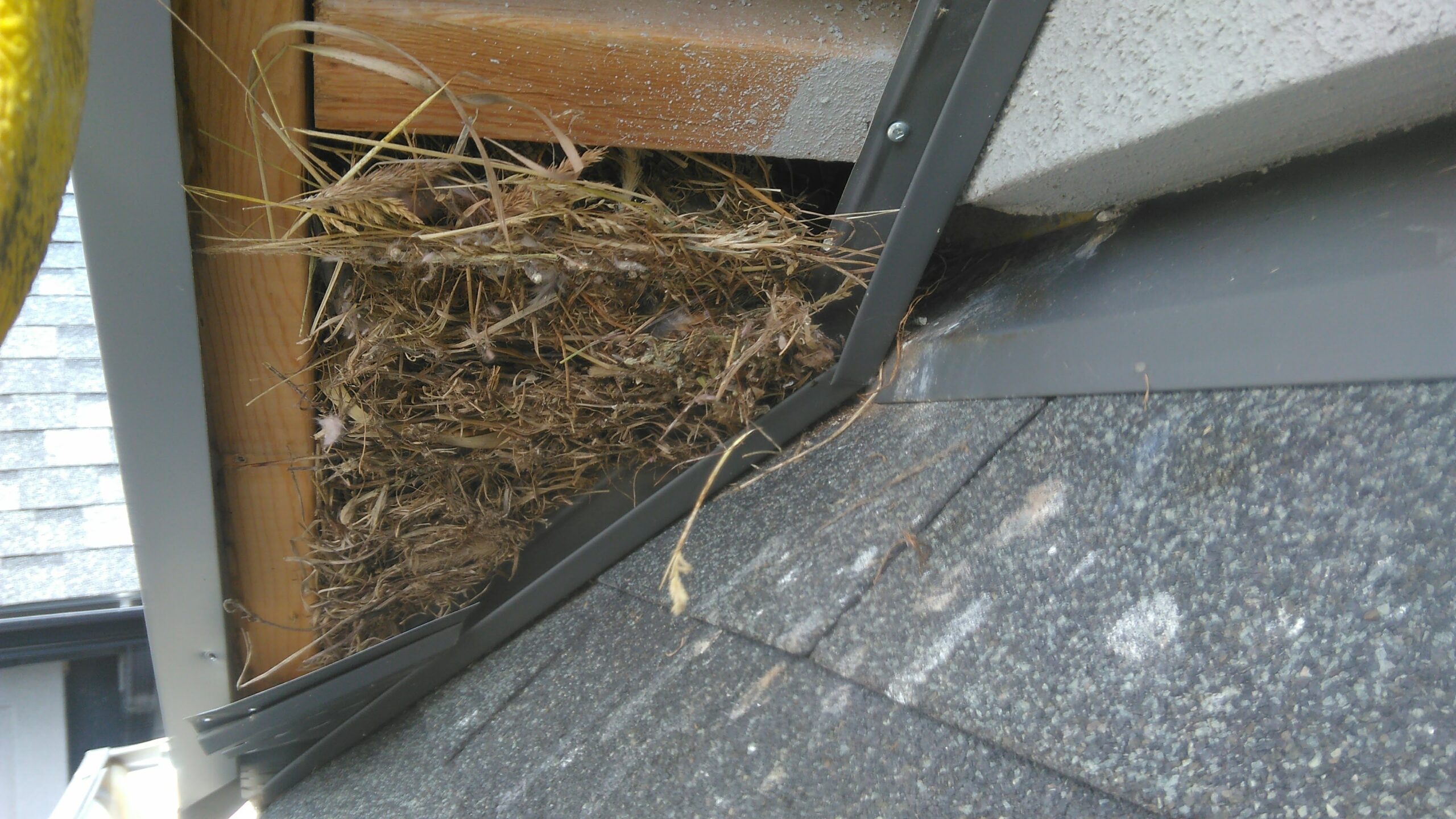 Bird Removal Whitby