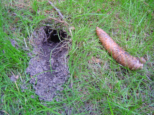 Skunk Removal Hamilton