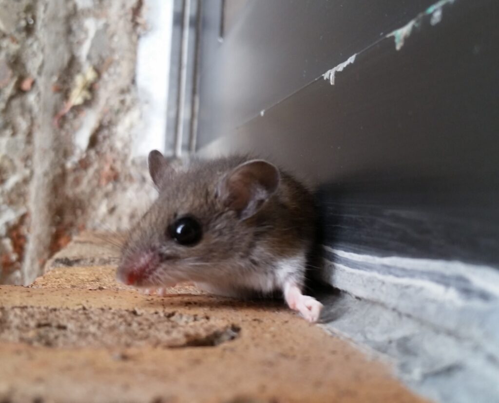 Why Mice Are Attracted To Your Garage, Mice In Garage Uk