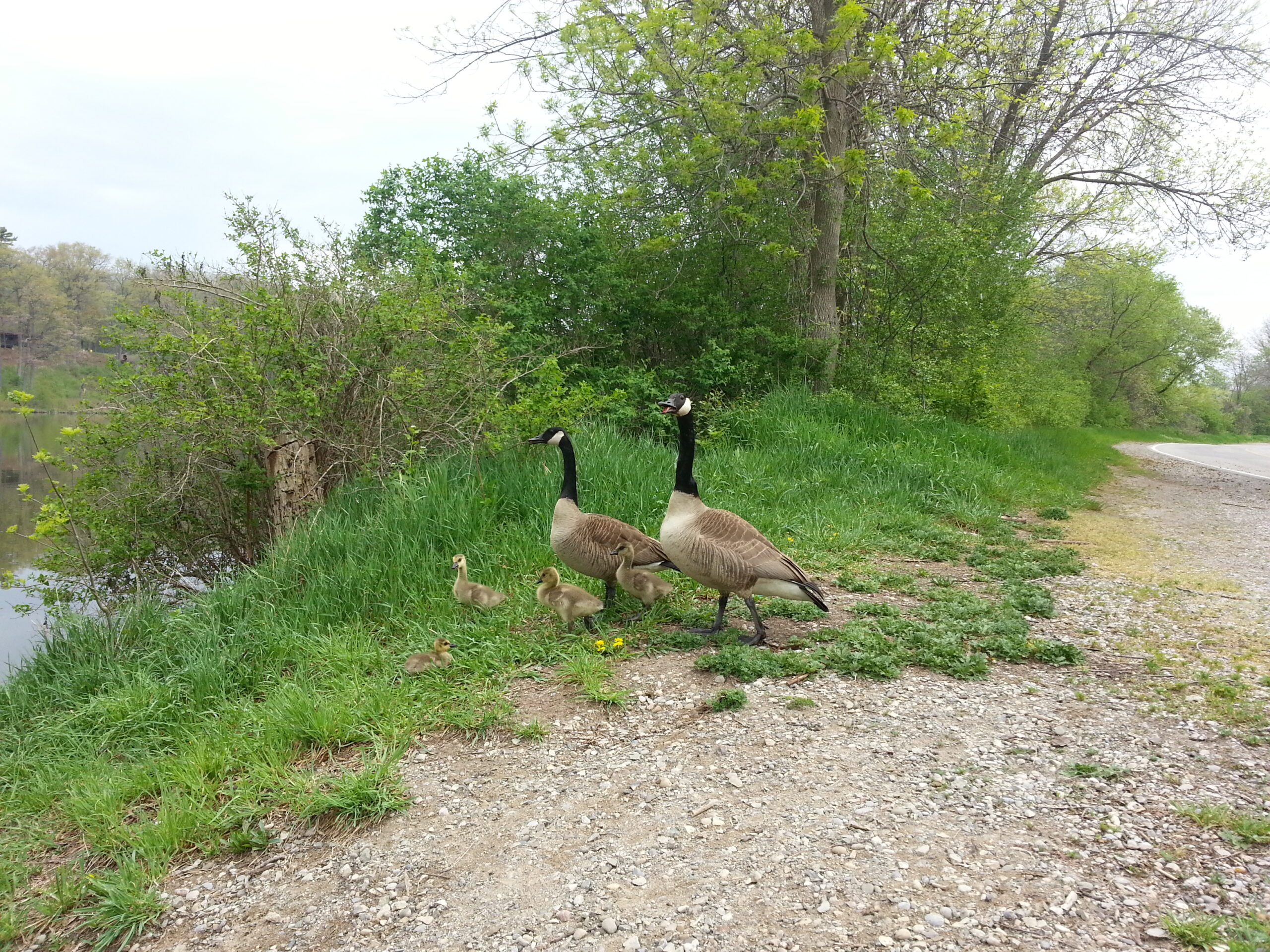 Wildlife Removal