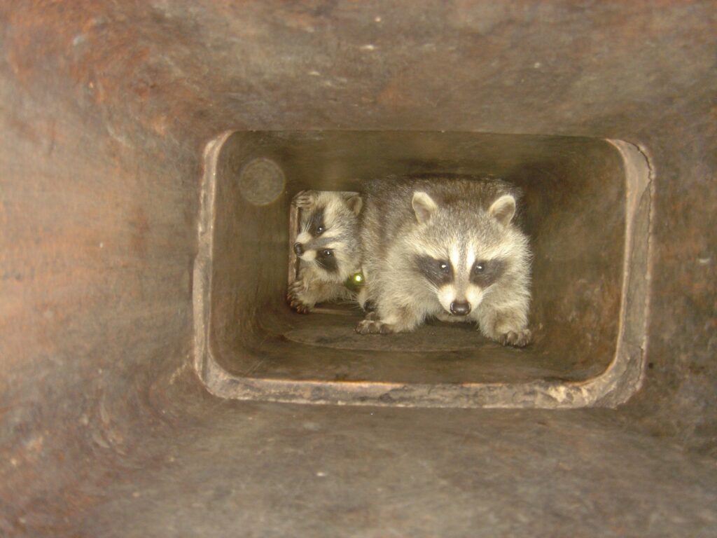 Raccoon Control Coquitlam