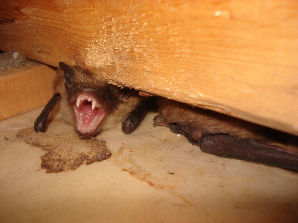 Bat Control Okanagan
