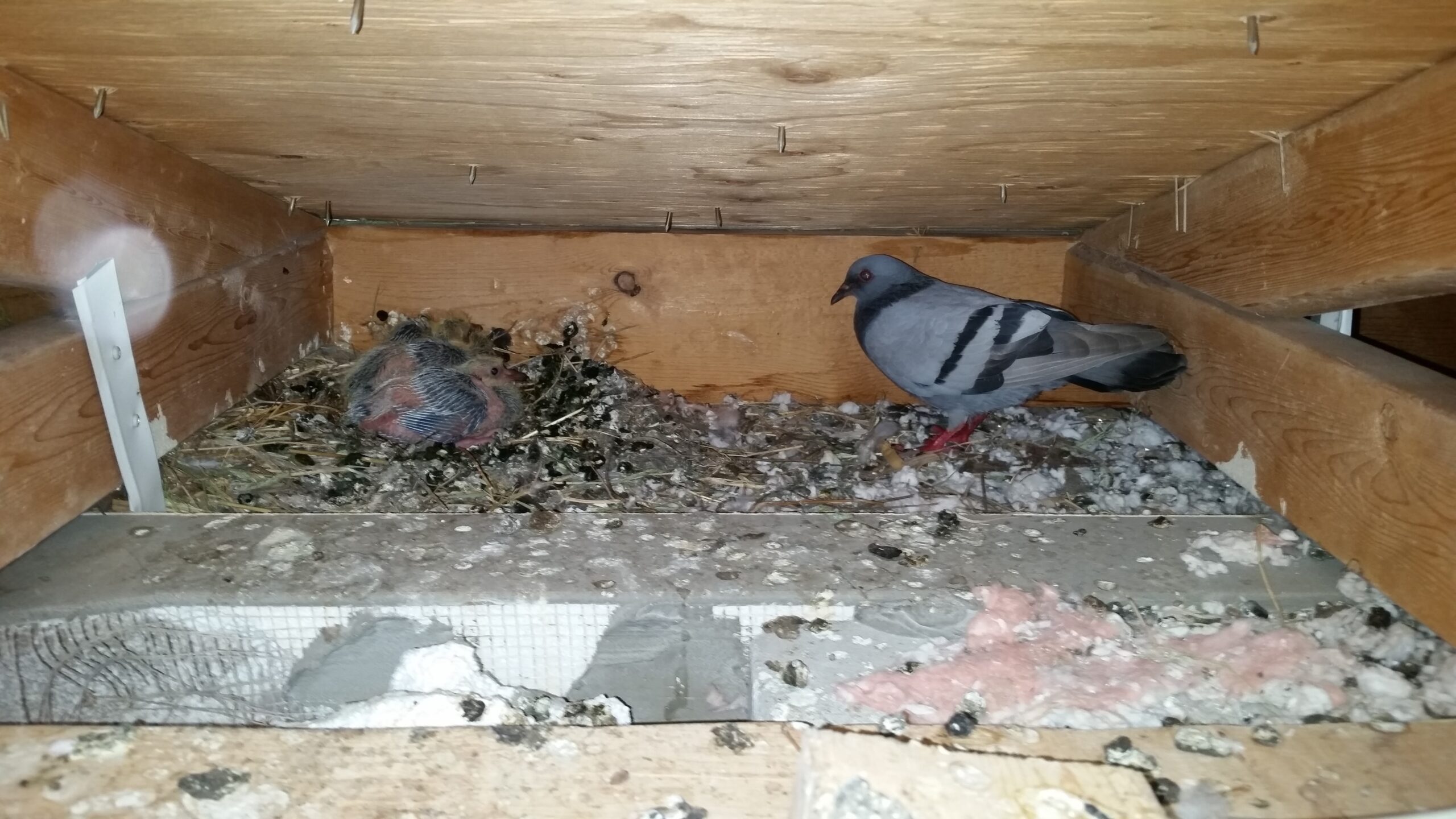 Os pássaros nidificados nos beirais causam danos?