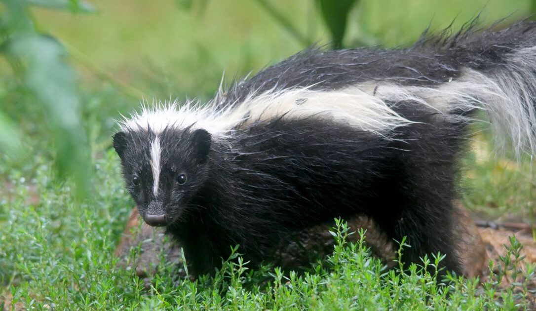 Skunk Removal Madison