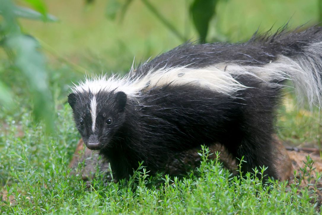 Skunk Removal Madison